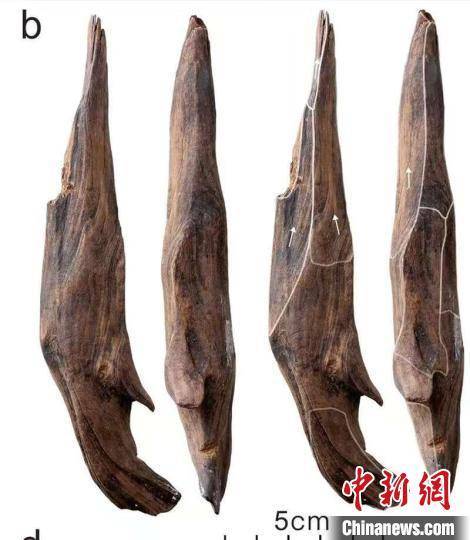 皇冠信用网代理注册_世界级重大考古成果皇冠信用网代理注册！中国发现30万年前东亚最早木器