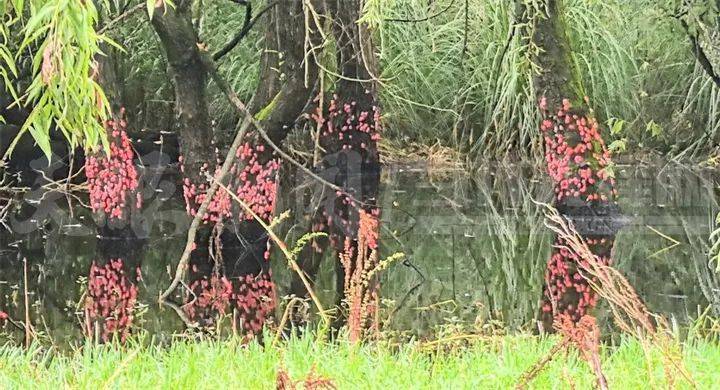 东亚足球锦标赛2025(在南韩)_头皮发麻东亚足球锦标赛2025(在南韩)！贵阳十里河滩的树干被“染”成粉色