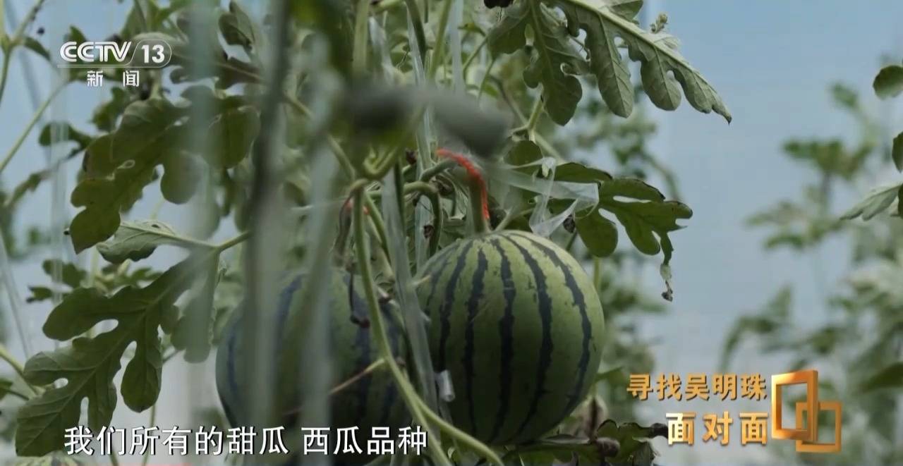 皇冠信用网出租足球_面对面丨中国人的吃瓜自由要感谢她皇冠信用网出租足球！吴明珠说她的一生就是结几个好瓜献给人民