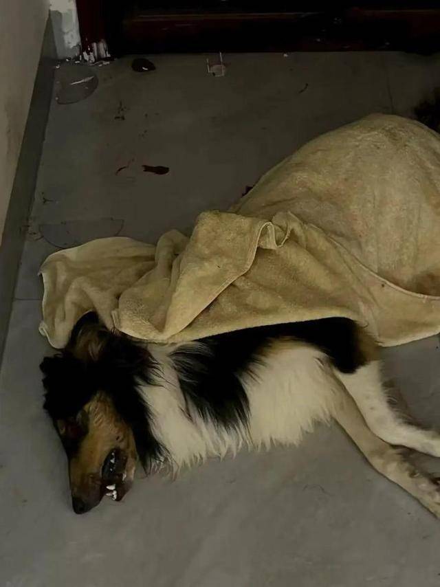 意大利甲组联赛 _广西一小区有人高空抛食毒死多条宠物狗意大利甲组联赛 ，居民悬赏万元寻线索，警方已立案调查