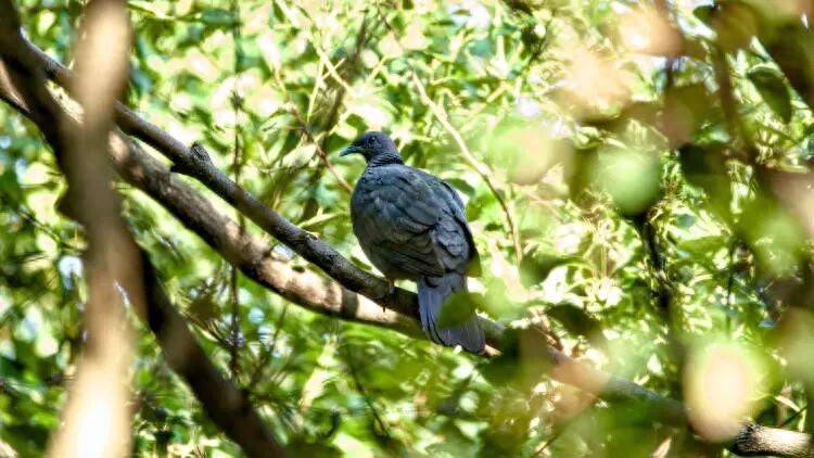 皇冠足球平台代理申请_百年罕见！首次在上海被目击皇冠足球平台代理申请，有人专门从北京“打飞的”赶来